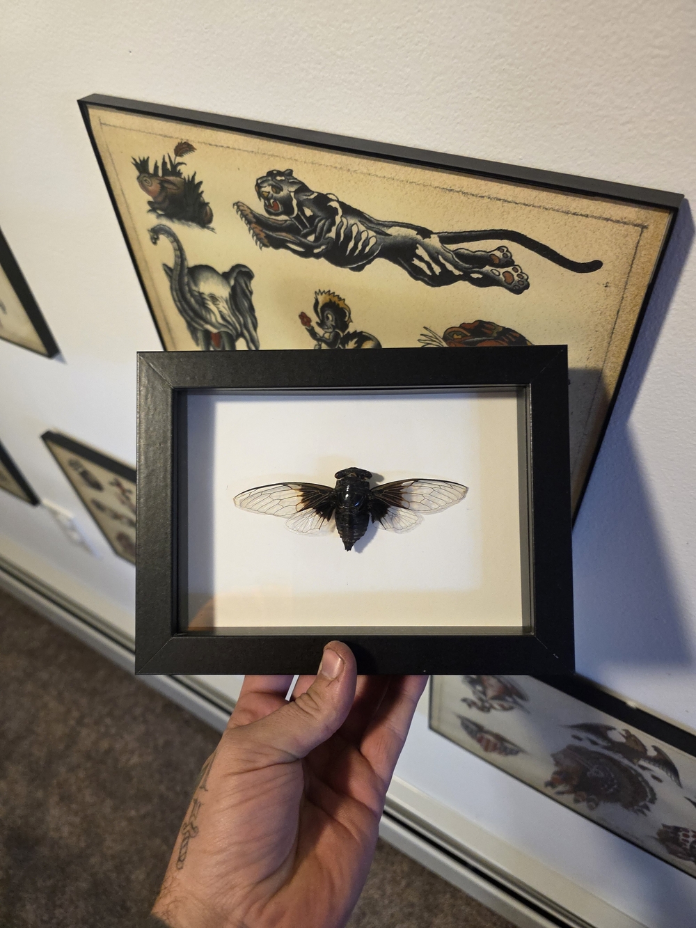 Black Framed Cicada Wall Art - Brand